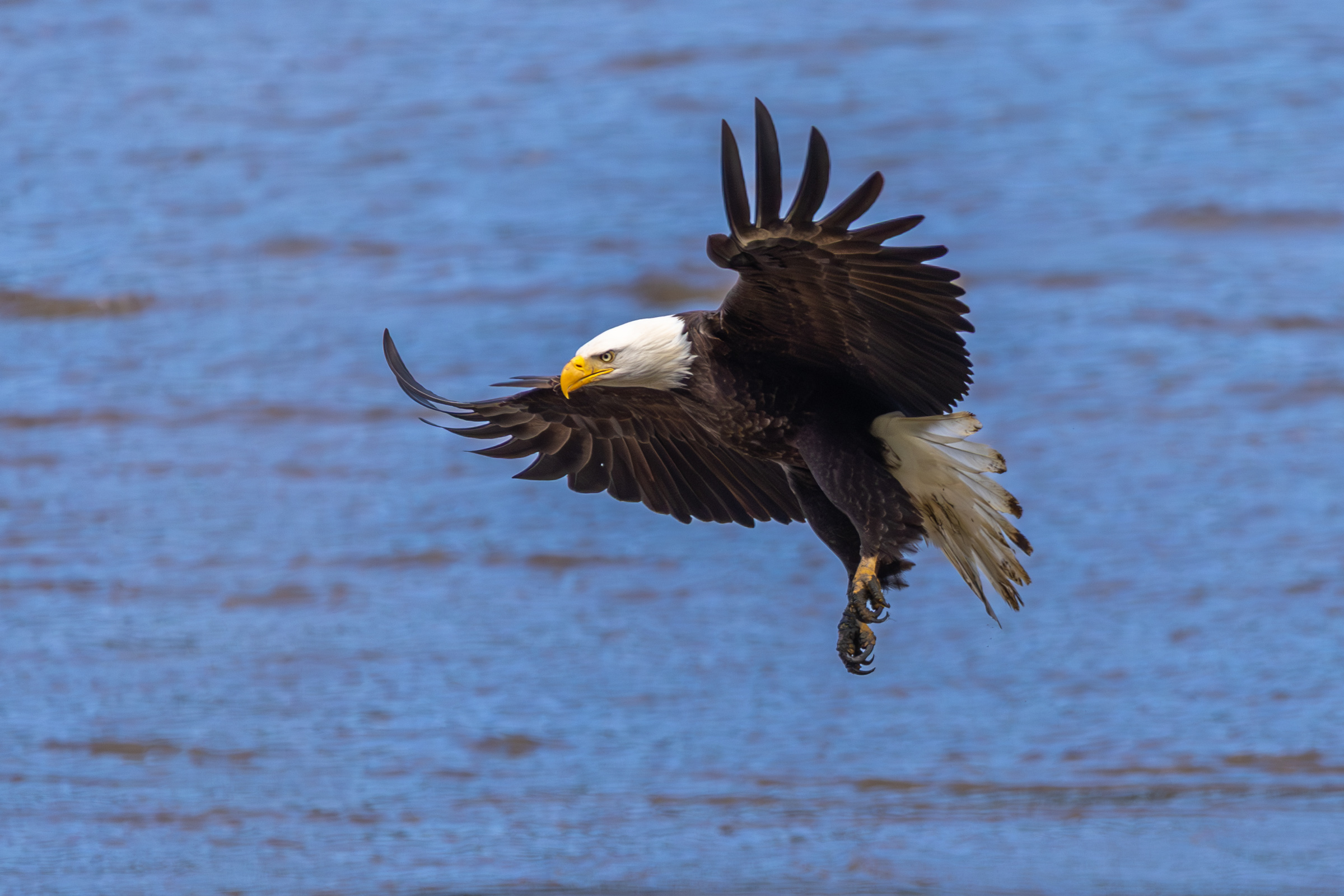 Eagle on the Umpqua